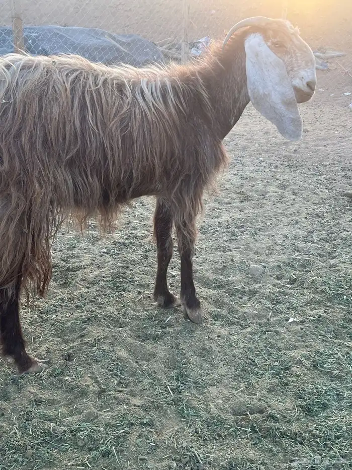 عنز دافع وثنية 2