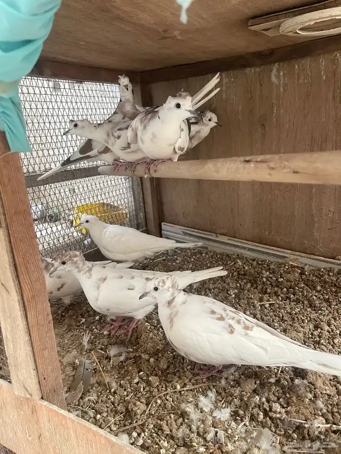 للبيع حمام قماري هولندي 4