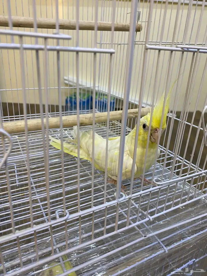 كروان للبيع 1