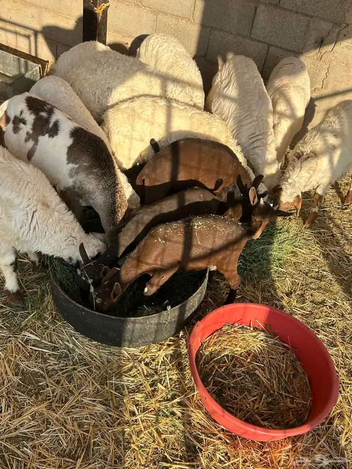 تيوس جنوبية 1