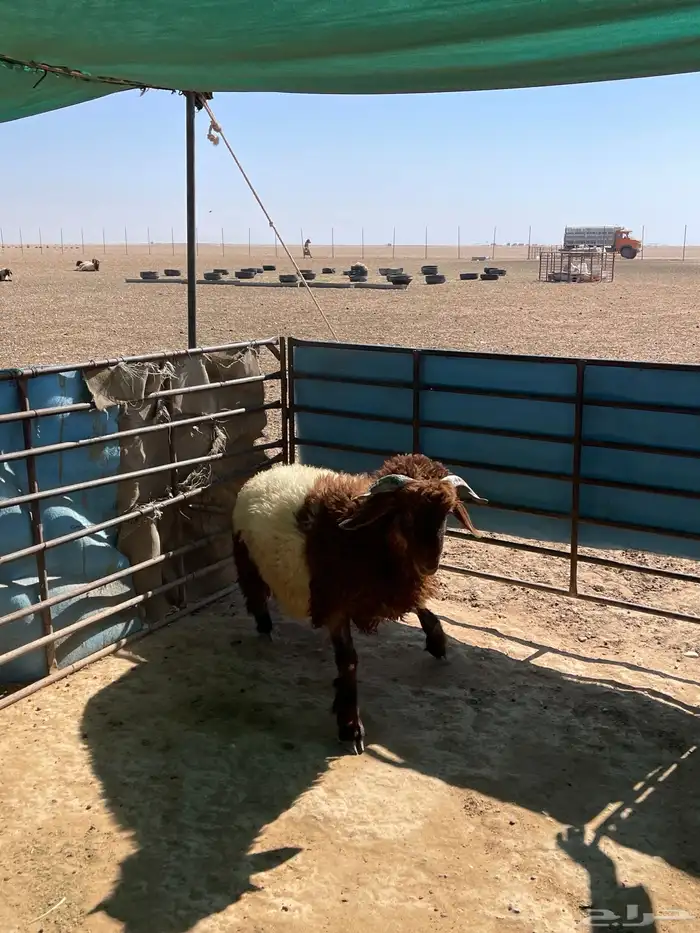 خاروف ذبيحه 6