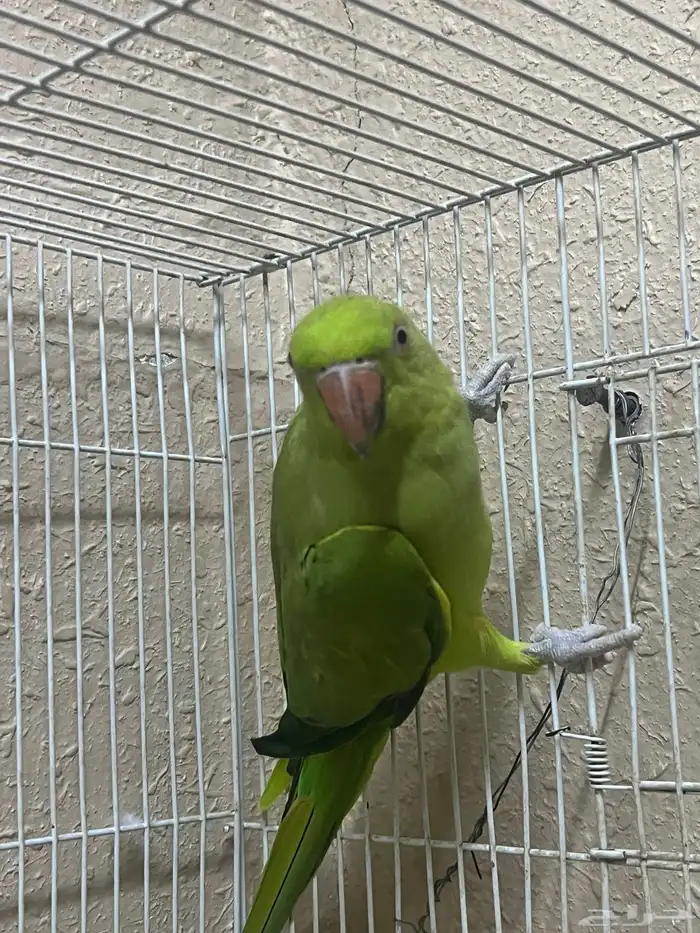 انثى دره هندي 1