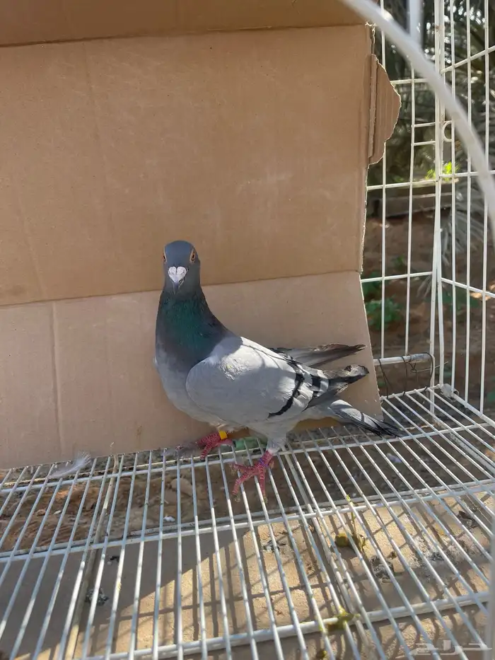 زاجل بلجيكي بيور تحته فروخ 3