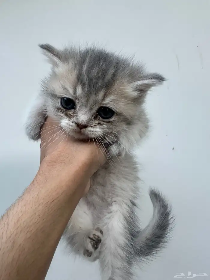 قطط سكوتش للبيع 0