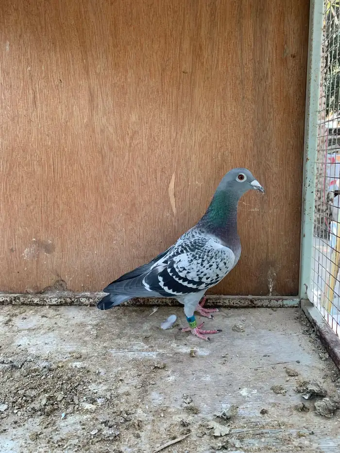 للبيع حمام زاجل 2