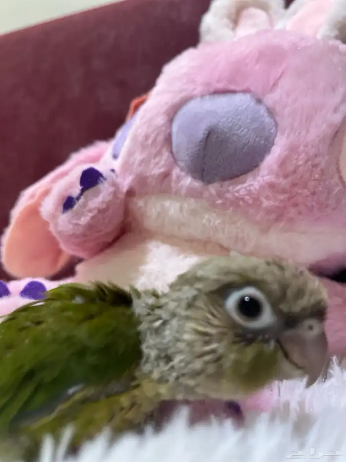 فروخ كنيور للبيع 2