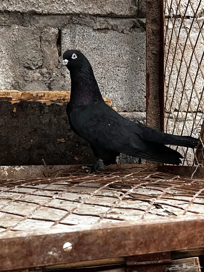 حمام تركي اسود لمعه 10