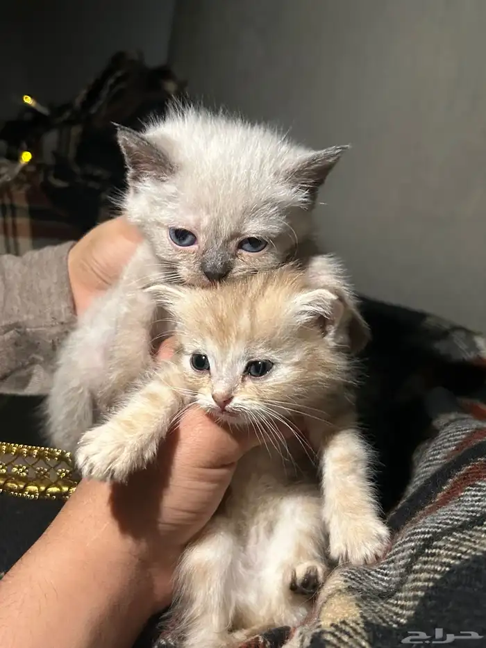 قطط للبيع 5