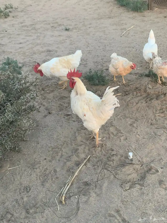 دجاج لوهمان مستوى 0