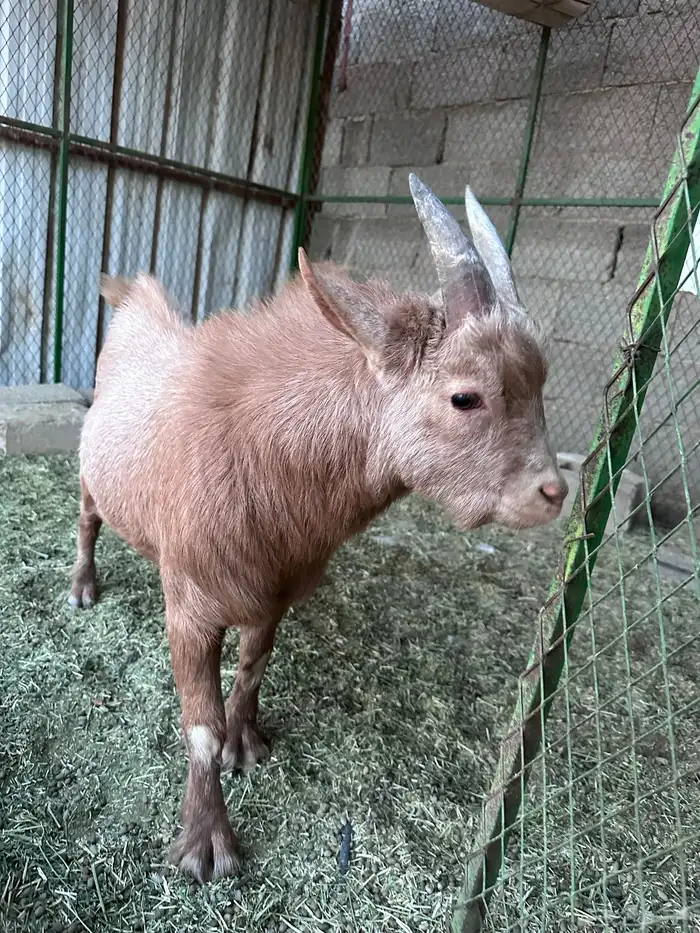 تيس قزمي الصحه سليم 2