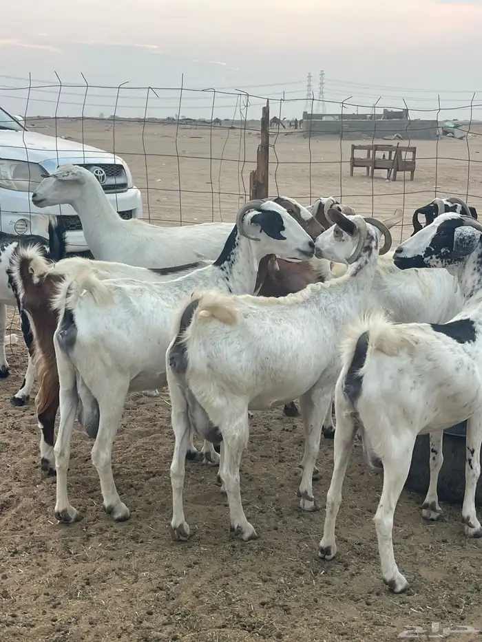 معزا جنوبيات دفيع مراح منوة القاني تبارك الرحمن تم البيع 5