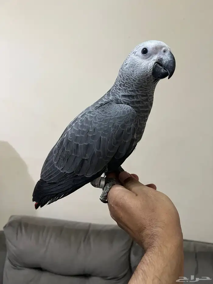 فروخ ببغاء كاسكو 1