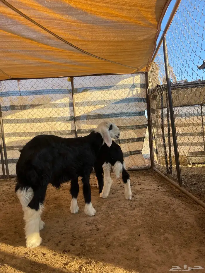 مشاريع فحول نجد 11