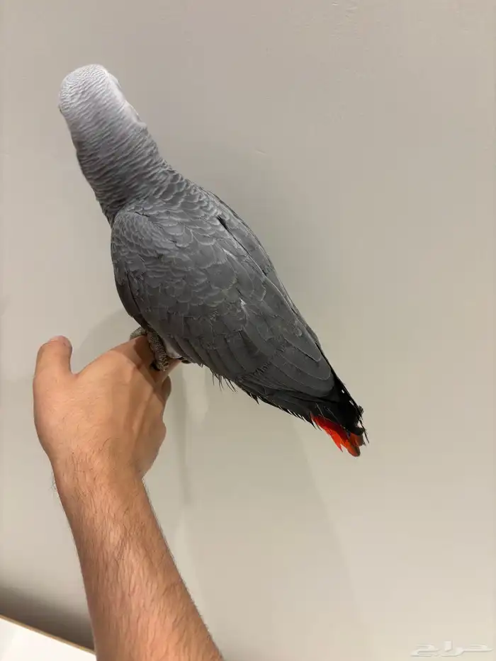 بغبغان كاسكو سوبر جامبو أليف وهدد وبداية كلام 7