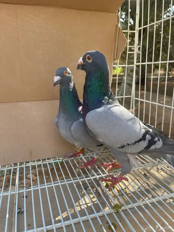 زاجل بلجيكي بيور تحته فروخ 1