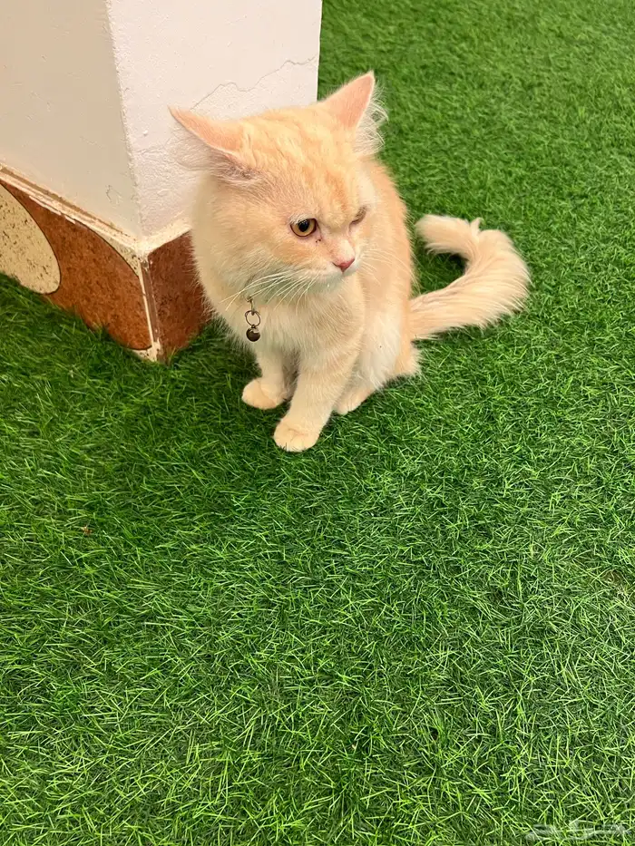 قطه للتبني 1