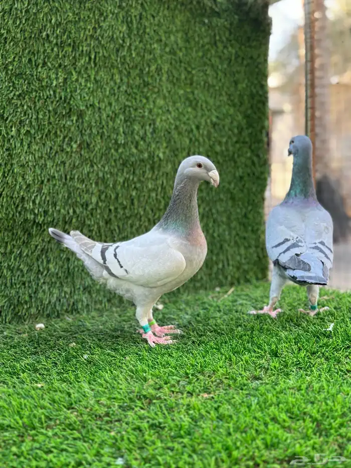 للبيع حمام هومر 4