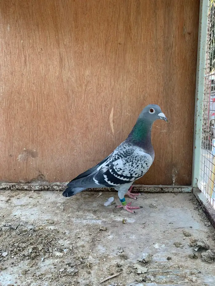 للبيع حمام زاجل 0