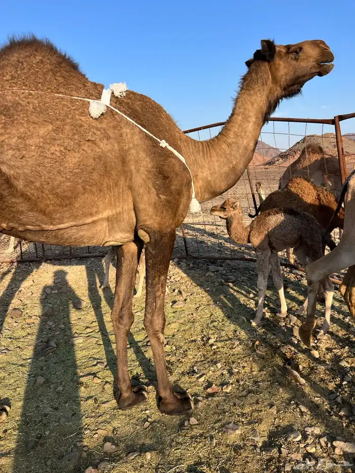 خلفه مصغر طيبه ب 10500 يبلاش 12