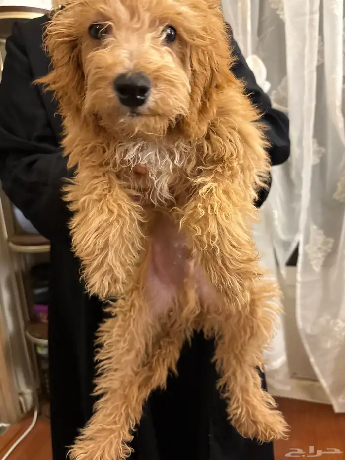 كلب توي بودل للبيع مطعم 0