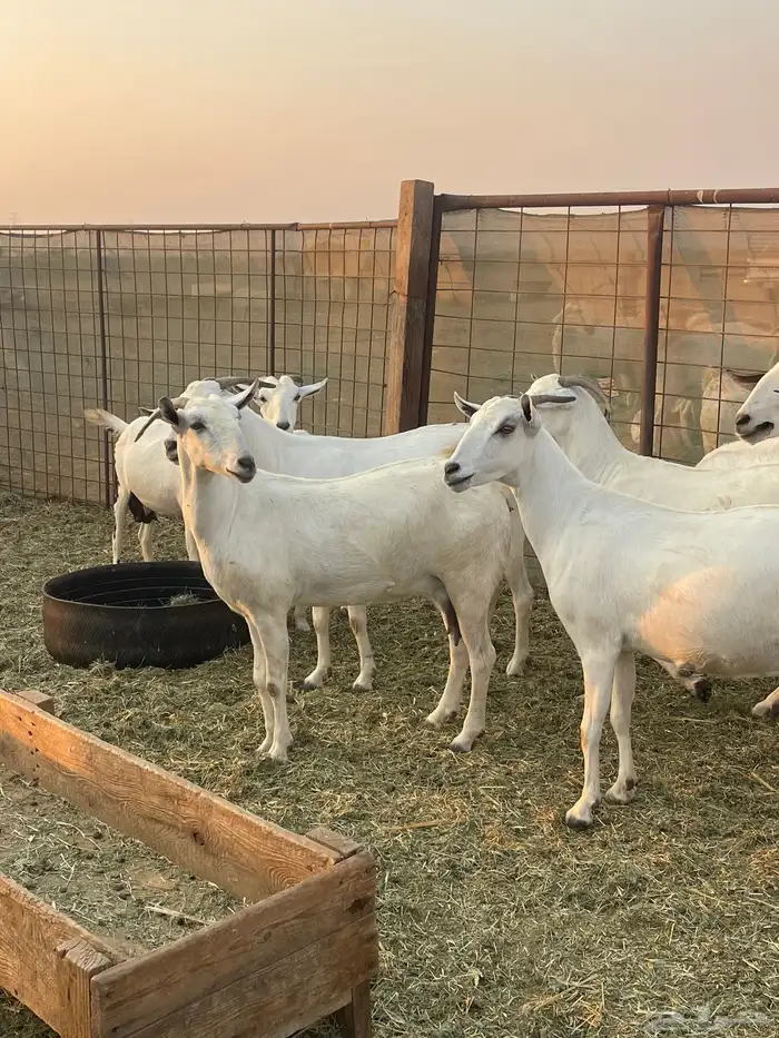 معزا بيشيات صنف ولد شي فاخررر من الاخر منوة القاني تم البيع 1