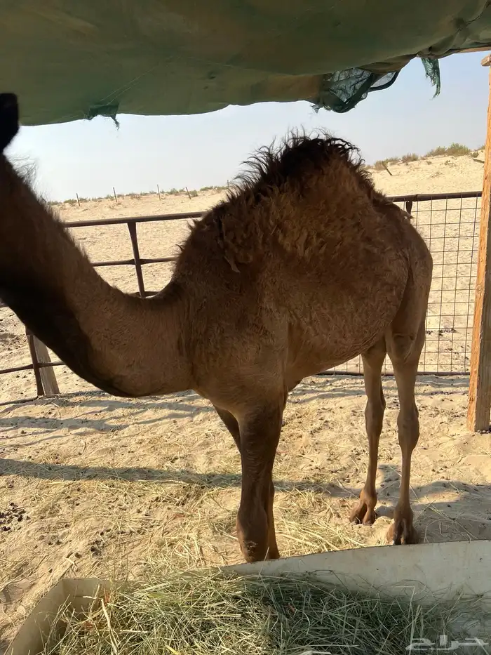 قعود سبعه شهور ونص 1