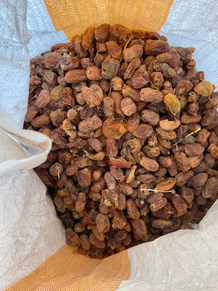 للبيع تمر ناشف علف 40 كيس شعير 1