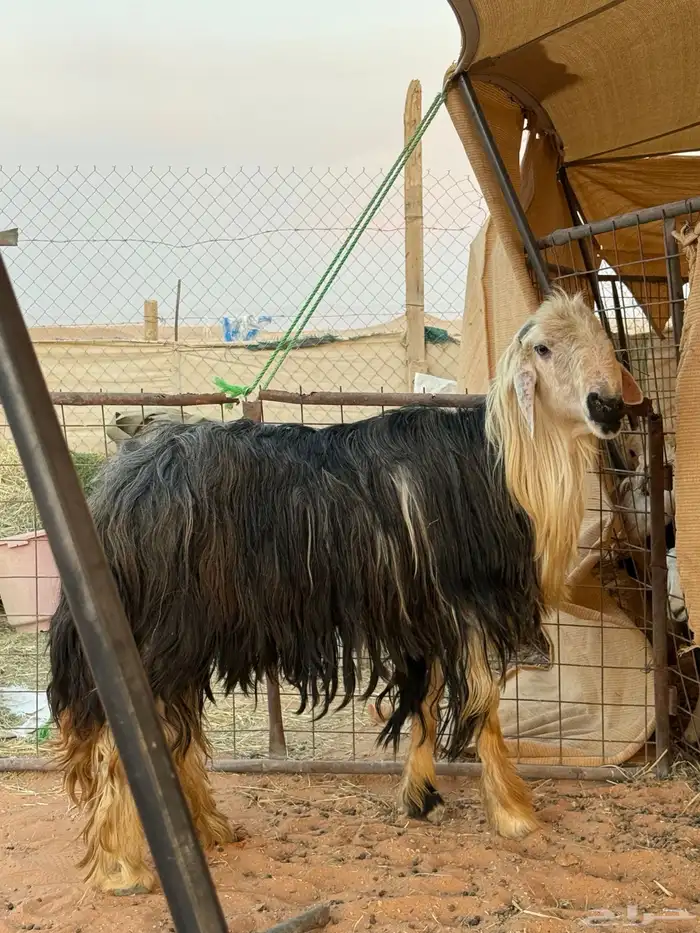 طلي نجدي فحل كفو شرط اضراب سنه جامع 1