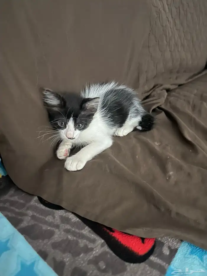 قطط للتبني 0