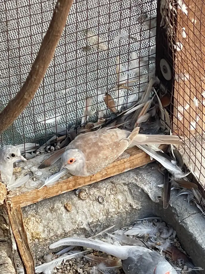 حمام يمام ماسي ملكي 25