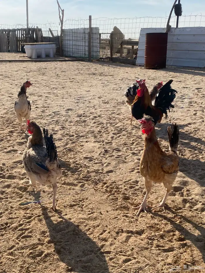 دجاج بلدي للبيع 9