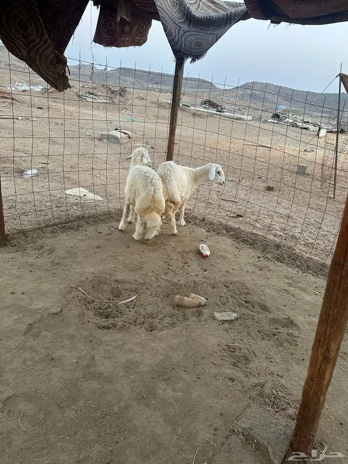 طليان حريه ذبايح تم البيع 1