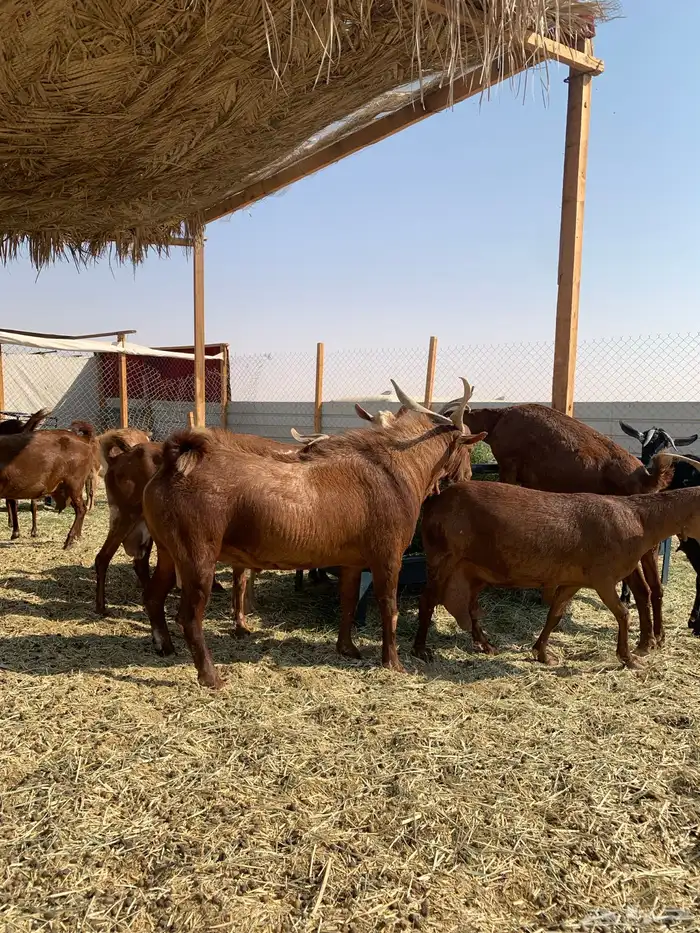 ماعز جنوبي منوة القاني 0