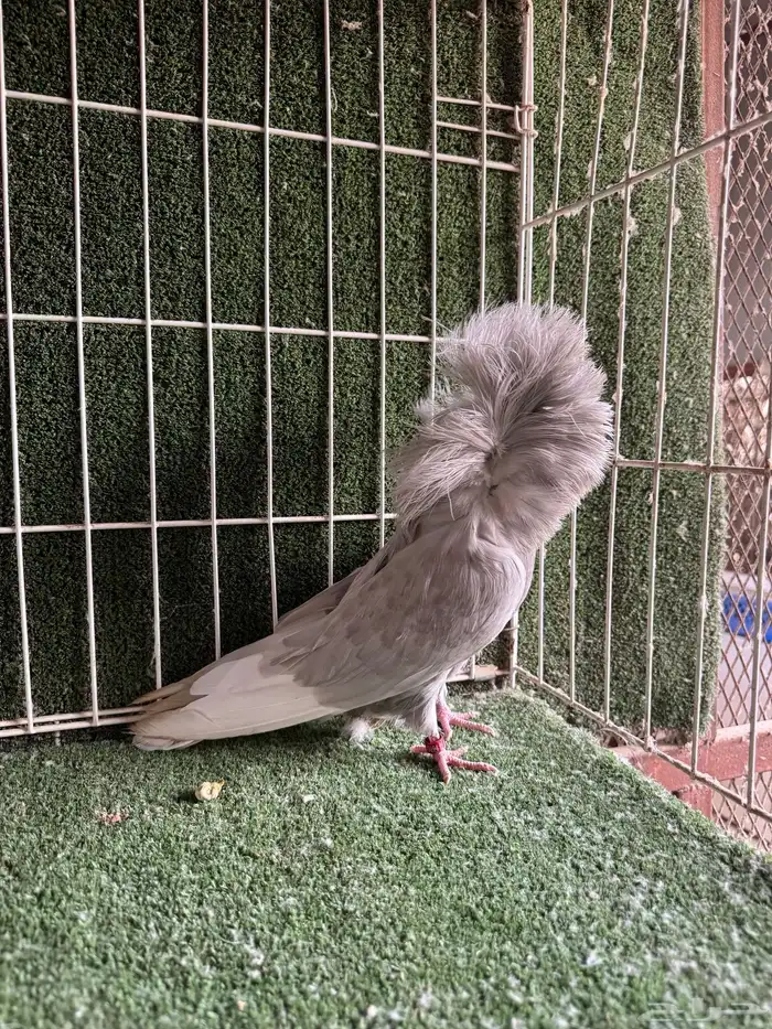 حمام بلجيكي 0