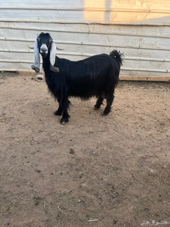 عنز عارضيه معها ثلاثه 2