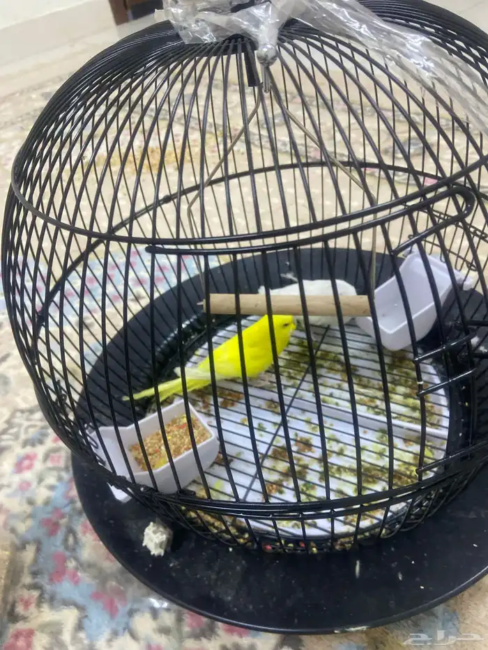 طيور للبيع مع القفص 200 2