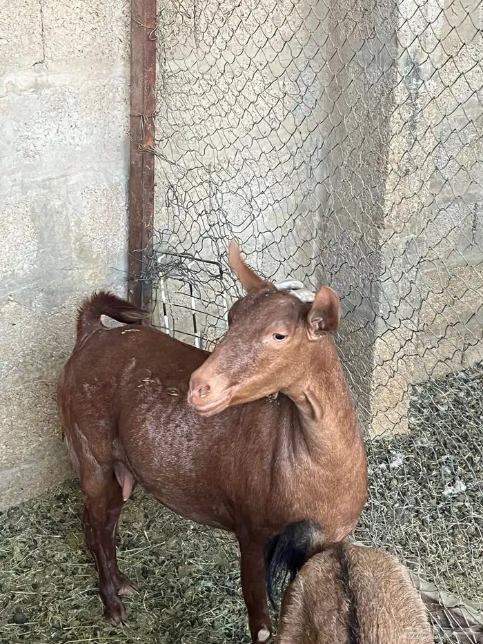 تيس ومعزه جنوبيه حمر 1