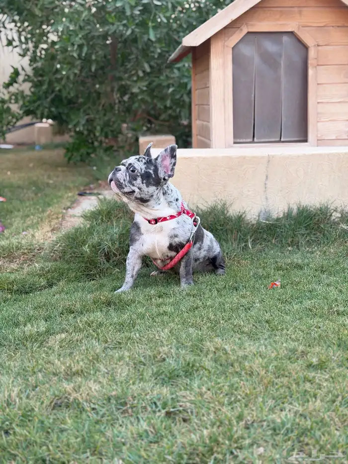 انثى فرنش بولدق ميرلي 2