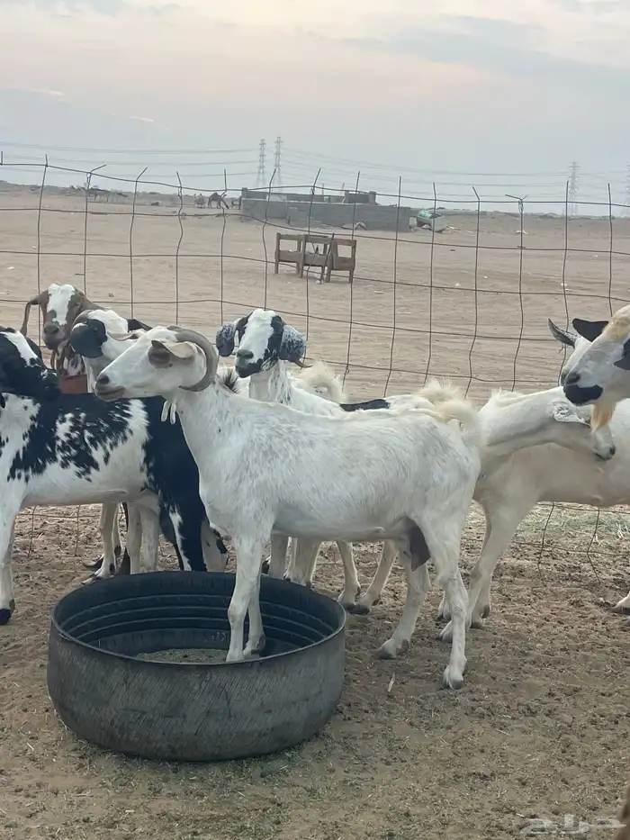 معزا جنوبيات دفيع مراح منوة القاني تبارك الرحمن تم البيع 0