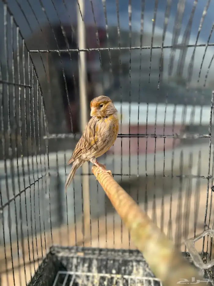 ذكر كناري اغات احمر تغريد 4