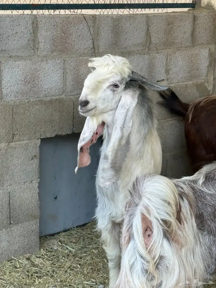 فحل مطور جذع 0