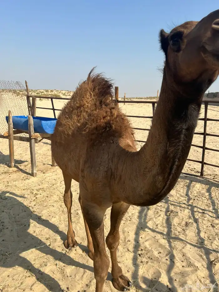 قعود سبعه شهور ونص 4