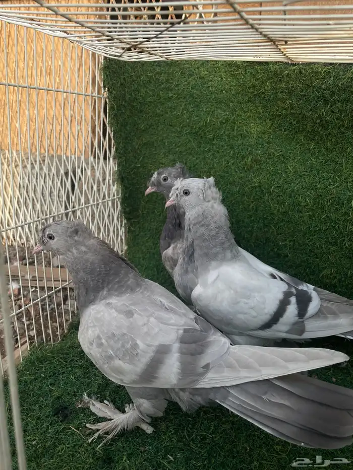 حمام تركي اخوان بعض طحاينه و صخريه 1