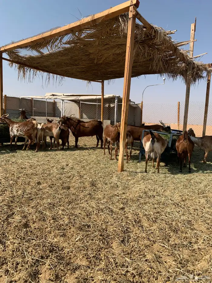 ماعز جنوبي منوة القاني 1