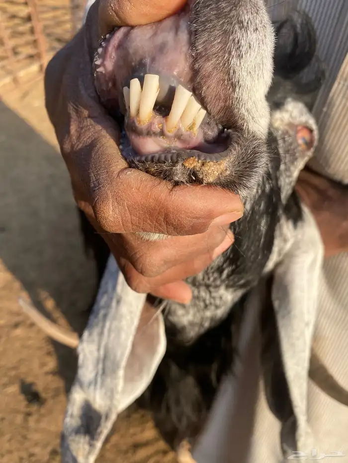 معزا عوارض اصلية خصم شرط الضريع 6 11