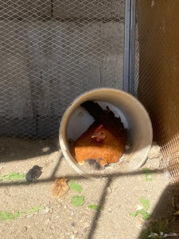 امهات فروخ وحده معها 8 وثانيه معها 4 وباقي بيض مافقس 1