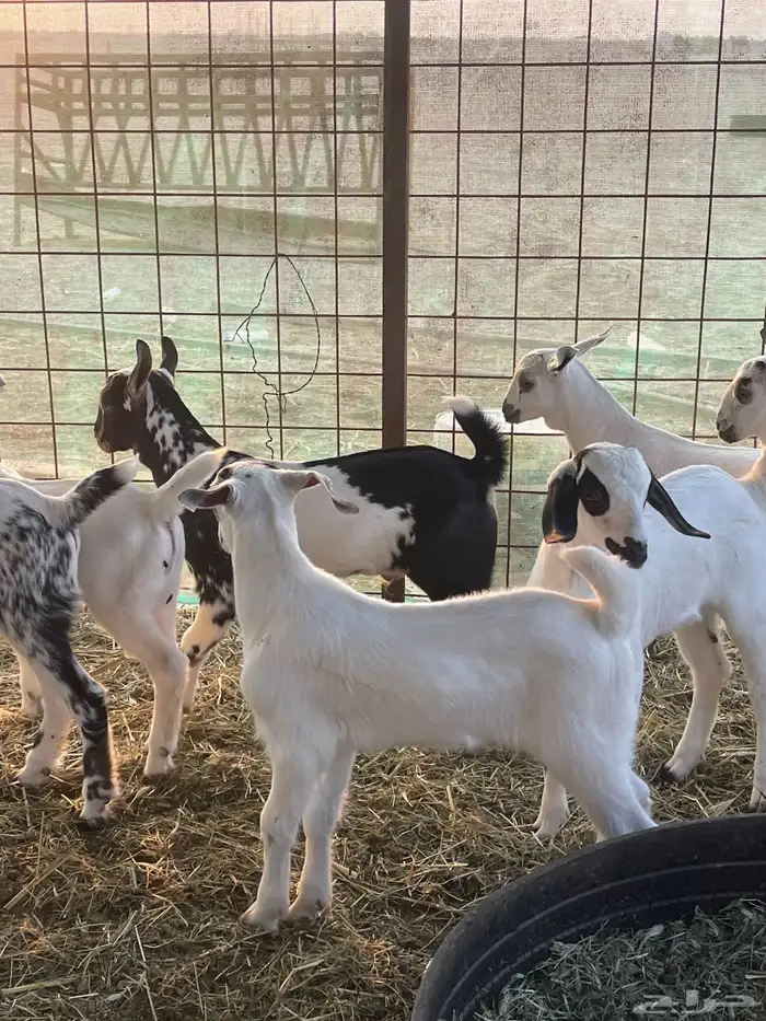 معزا بيشيات صنف ولد شي فاخررر من الاخر منوة القاني تم البيع 14