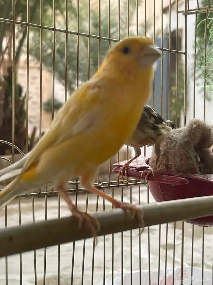 كناري سوري 4