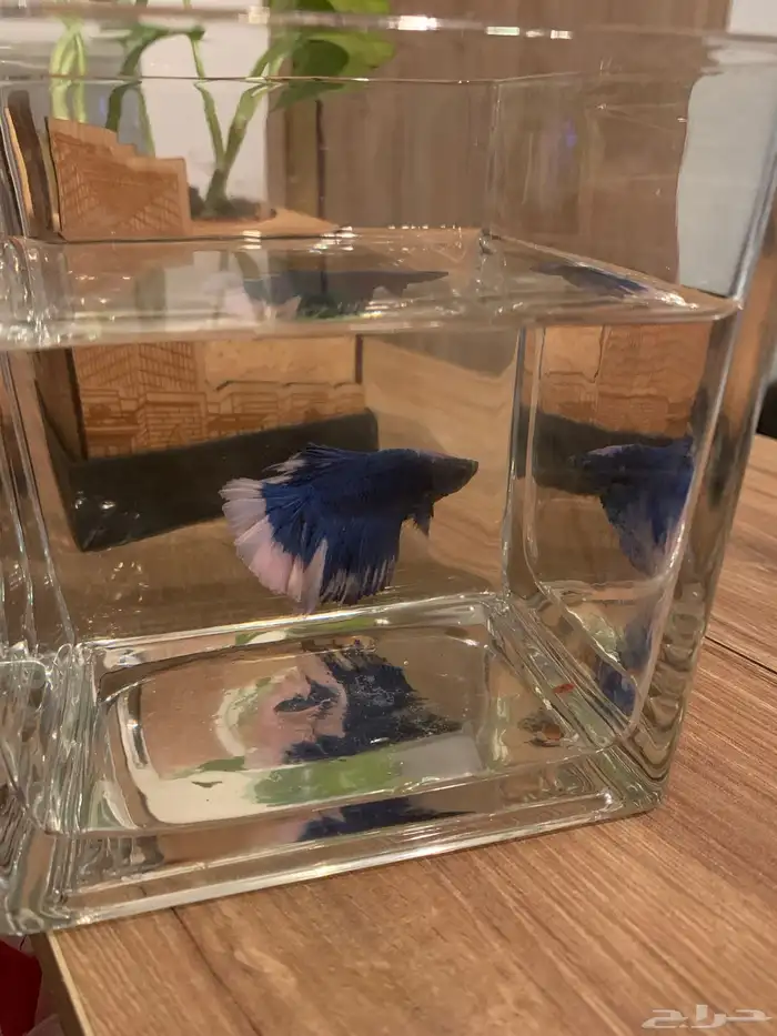 سمك زينه للبيع 5