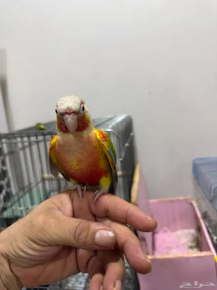 طيور كروان 5